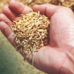 Massapê Agro - Comércio e Logística de Grãos