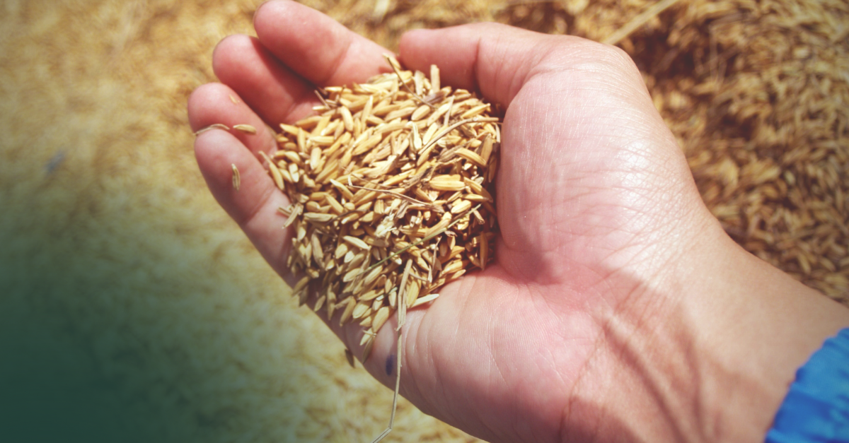 Massapê Agro - Comércio e Logística de Grãos