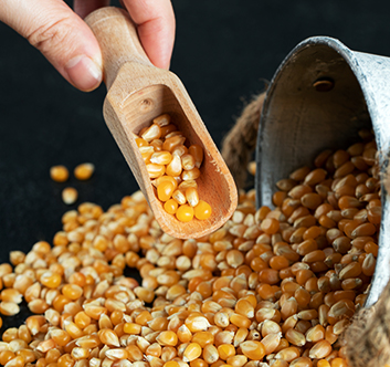 Raw popcorn with wooden spoon on a dark background. High quality photo