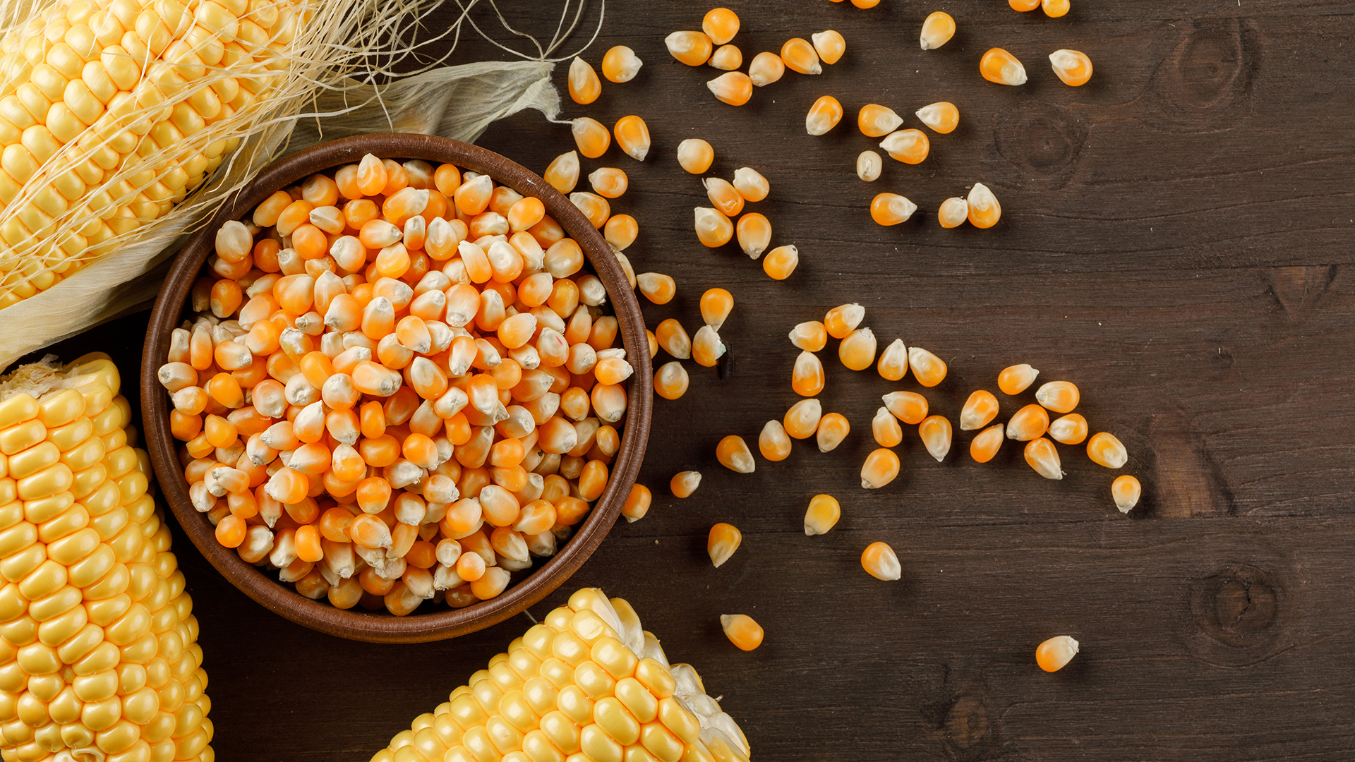 Corn grains in a clay plate with cobs flat lay on a wooden background